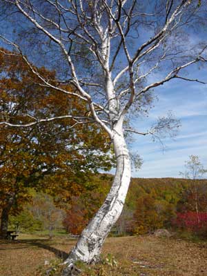 �^���S�V��