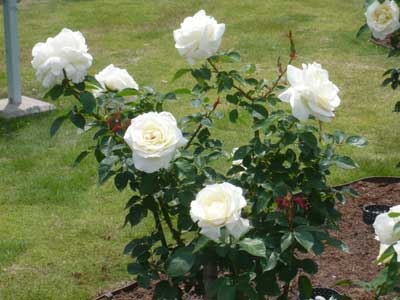 �^���S�V��