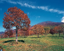 �^���S�V��